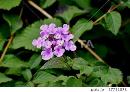 三鷹中原に咲くピンクのランタナ 三鷹中原に咲くピンクのランタナ 57751078