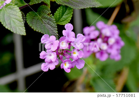 三鷹中原に咲くピンクのランタナ 57751081