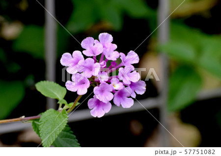 三鷹中原に咲くピンクのランタナ 57751082