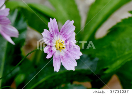 三鷹中原に咲くピンクのコスモスの花 57751087