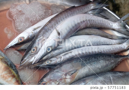 Barracuda or Seapike in A Tray at Market Barracuda or Seapike in A Tray at Market 57751183