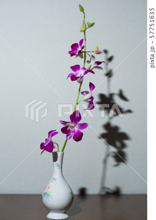 花 花 57751635