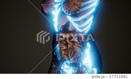 Transparent Human Body with Visible Bones 57751891