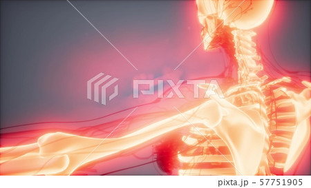 Transparent Human Body with Visible Bones Transparent Human Body with Visible Bones 57751905