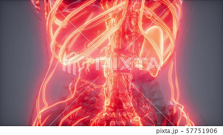Blood Vessels of Human Body 57751906