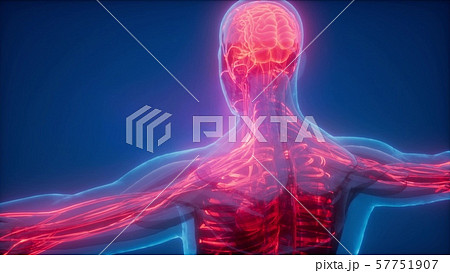 Blood Vessels of Human Body 57751907