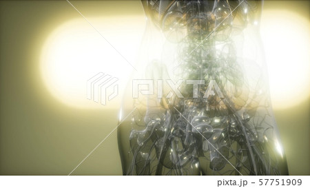 X-Ray Image Of Human Body X-Ray Image Of Human Body 57751909