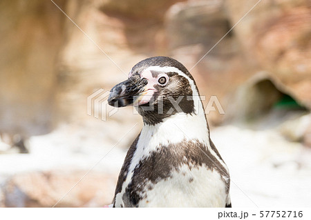 孤独なペンギン 57752716