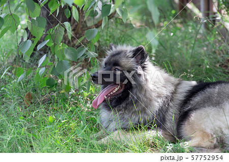 Deutscher wolfspitz is lying on a green meadow. Deutscher wolfspitz is lying on a green meadow. 57752954