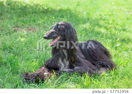 Cute afghan hound is lying on a green meadow. 57752956