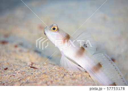 ニュウドウダテハゼ ニュウドウダテハゼ 57753178