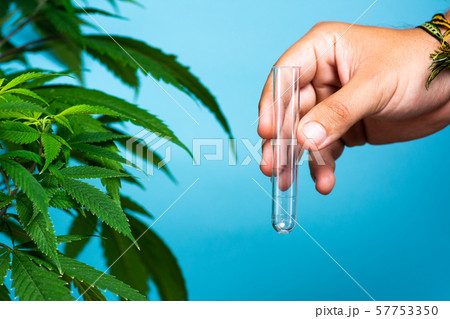 Scientist holding cannabis oil close up Scientist holding cannabis oil close up 57753350