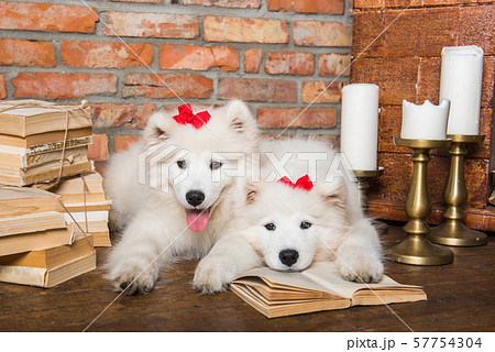 Two White fluffy Samoyed puppies dogs with book 57754304