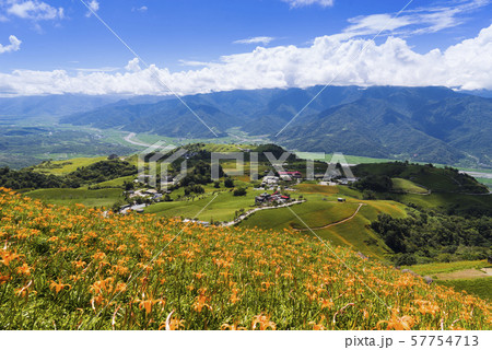 ワスレグサ属 キスゲ科 キスゲ 57754713