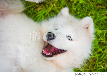 Samoyed puppy dog in the garden on the green grass Samoyed puppy dog in the garden on the green grass 57754820