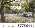 Tabebuia rosea is a Pink Flower in the public park, 57756441