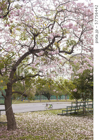 Tabebuia rosea is a Pink Flower in the public park. Tabebuia rosea is a Pink Flower in the public park. 57756442