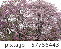 Tabebuia rosea is a Pink Flower in the public park. 57756443