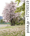 Tabebuia rosea is a Pink Flower in the public park.  57756519