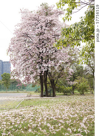 Tabebuia rosea is a Pink Flower in the public park.  57756519