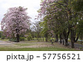 Tabebuia rosea is a Pink Flower in the public park.  57756521