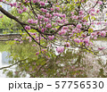Tabebuia rosea is a Pink Flower beside the lake. 57756530