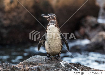 Galapagos Penguin on Galapagos Islands standing on land - Endangered species 57756604