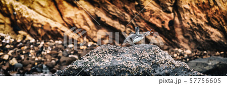 Galapagos Penguin on Galapagos Islands standing on land doing penguin call screaming - Endangered Galapagos Penguin on Galapagos Islands standing on land doing penguin call screaming - Endangered 57756605