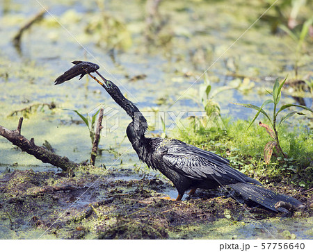 Anhinga downing a fish in the swamp Anhinga downing a fish in the swamp 57756640