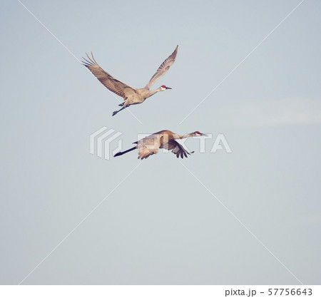 Sandhill Cranes in Flight 57756643