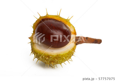 chestnut isolated chestnut isolated 57757075