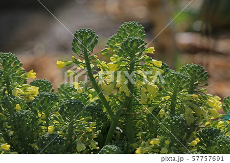 ブロッコリー ブロッコリー 57757691