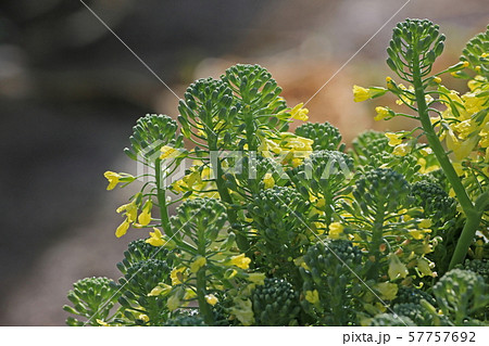 ブロッコリー 57757692