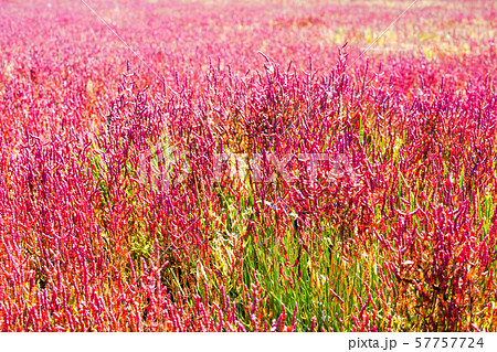 ワッカ原生花園　 57757724