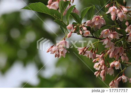 エゴの花　赤 57757757