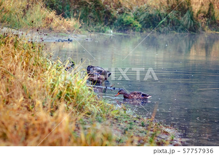 Landscape ducks swim on autumn yellow-orange-red Landscape ducks swim on autumn yellow-orange-red 57757936