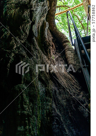 御神木樟霊社 熊野那智大社 57758862