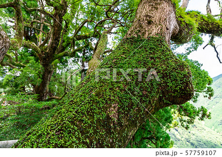 御神木樟霊社 熊野那智大社 御神木樟霊社 熊野那智大社 57759107