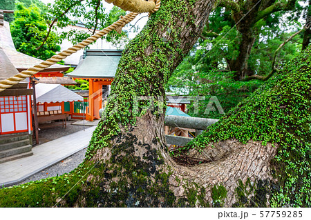 御神木樟霊社 熊野那智大社 57759285
