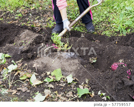 サツマイモを掘り起こす人 土ごと持ち上げるの写真素材