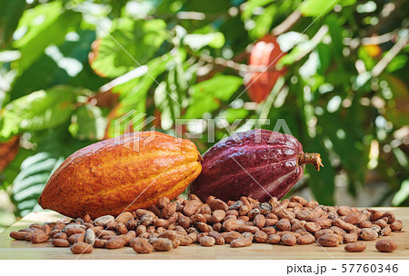 Macro of chocolate tree ripe 57760346