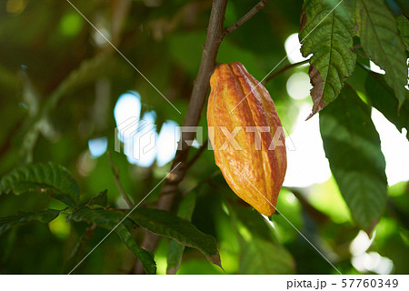 Cacao agriculture  farm theme 57760349