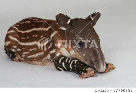 White stripped baby tapir 57760355