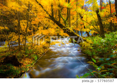 奥入瀬 紅葉 奥入瀬 紅葉 57760507