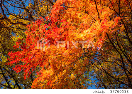 奥入瀬　紅葉 57760558