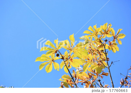 西洋トチノキ黄葉 西洋トチノキ黄葉 57760663