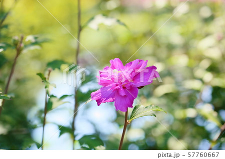 ムクゲの花 57760667