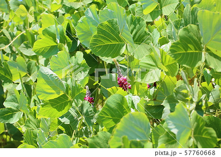 クズの花 57760668