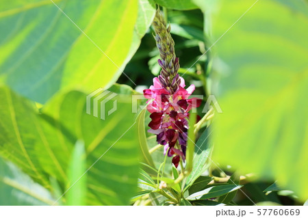 クズの花 クズの花 57760669
