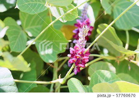 クズの花 57760670